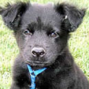 Buckwheat was adopted in June, 2006